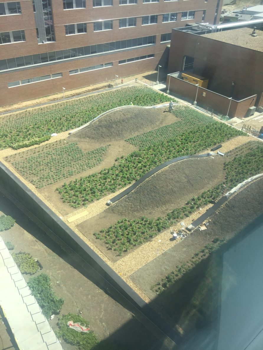KU health education building green roof