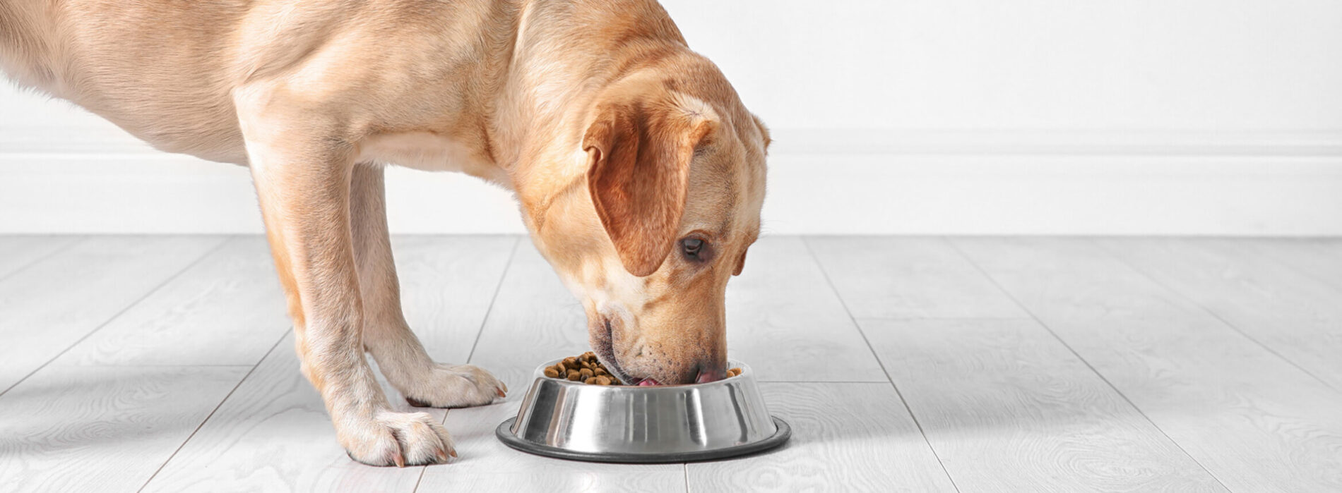 A dog eating pet food. McCownGordon completed a grind room expansion for a global leader in the pet food industry.